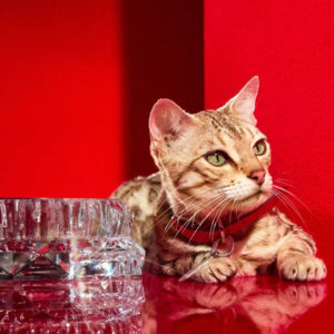 収集狂時代　第27巻　ペット用グッズ編#02